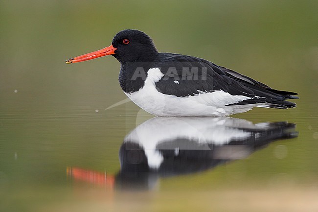 Eurasian Oystercatcher (Haematopus ostralegus), side view of an adult standing in the water, Campania, Italy stock-image by Agami/Saverio Gatto,