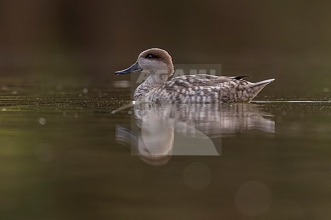 Adult Marbled Teal (Marmaronetta angustirostris) ecape bird swimming in small pool in Haaltert, East Flanders, Belgium. stock-image by Agami/Vincent Legrand,