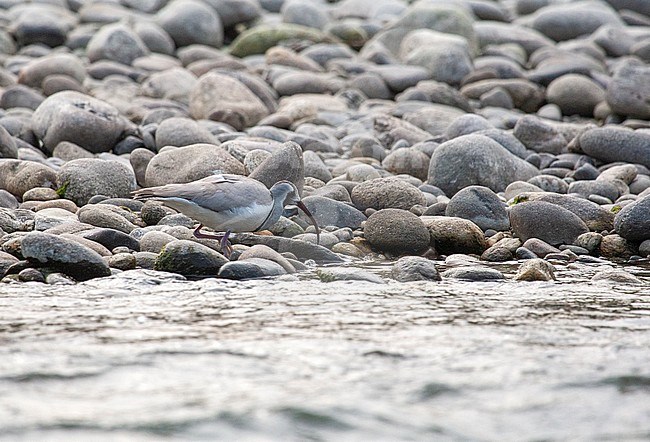 Adult Ibisbill (Ibidorhyncha struthersii) foraging on the shore of a riverbank of a wide river in foothills of Himalayas. stock-image by Agami/Marc Guyt,