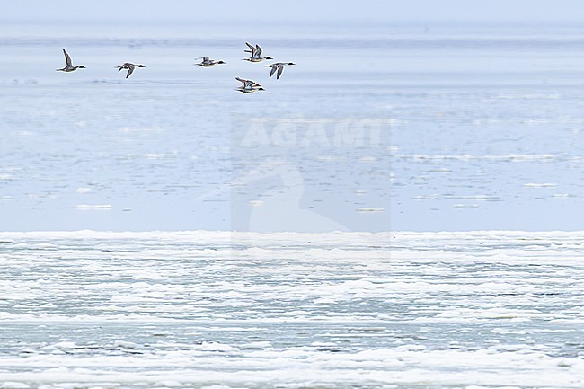 Pijlstaart, Northern Pintail, Anas acuta stock-image by Agami/Menno van Duijn,