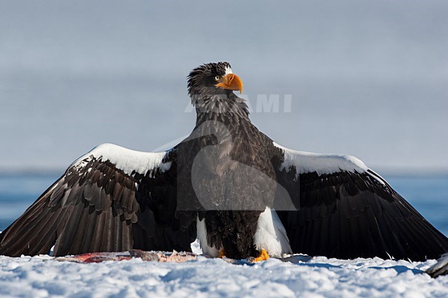 Steller-zeearend met prooi, Stellers Sea-eagle with prey stock-image by Agami/Sergey Gorshkov,