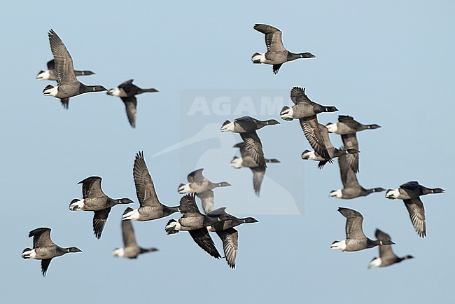 a flock of brent goose (branta bernicla, ssp. bernicla) in flight stock-image by Agami/Mathias Putze,