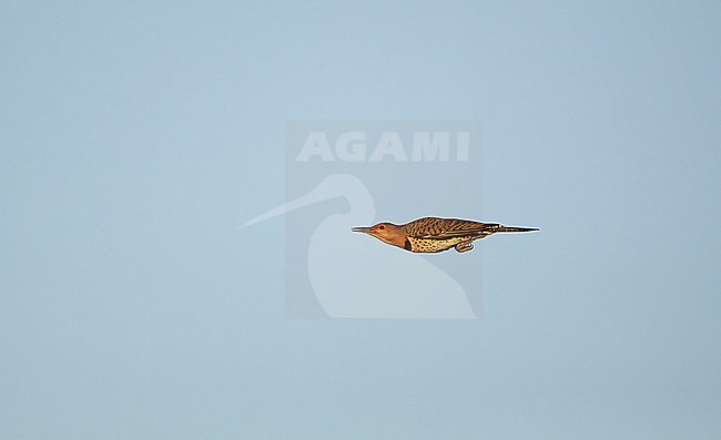 Yellow-shafted Northern Flicker (Colaptes auratus luteus) migrating over Higbee Beach, Cape May, New Jersey, USA. stock-image by Agami/Helge Sorensen,