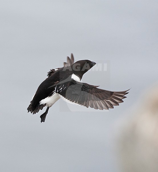 Kleine Alk volwassen vliegend; Little Auk adult flying stock-image by Agami/Marc Guyt,