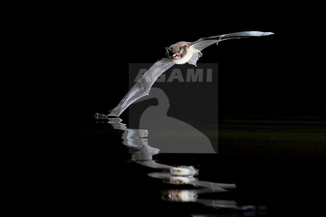 Watervleermuis op jacht; Daubenton\'s Bat hunting stock-image by Agami/Theo Douma,