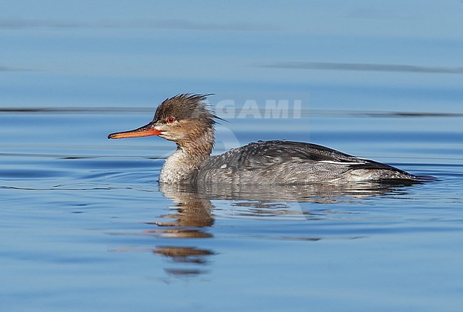 Adult female
San Diego Co., CA
March 2015 stock-image by Agami/Brian E Small,