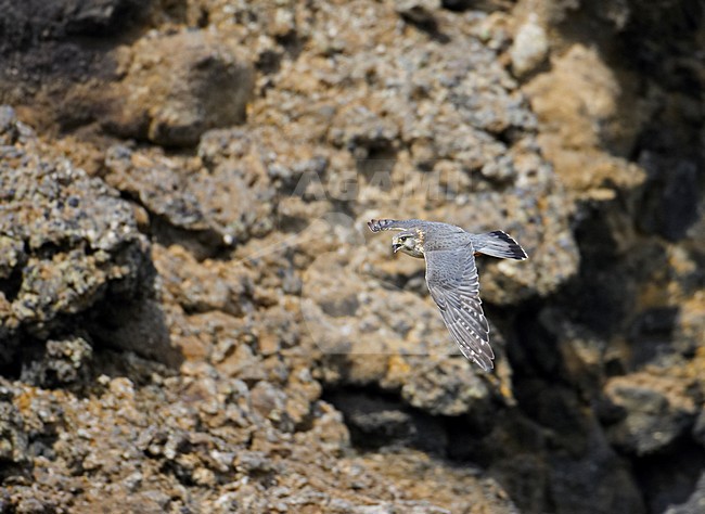 Smelleken in de vlucht; Merlin in flight stock-image by Agami/Markus Varesvuo,