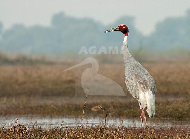 Calling Sarus Crane (Grus antigone) standing in a wetland nature reserve in Asia. stock-image by Agami/Marc Guyt,