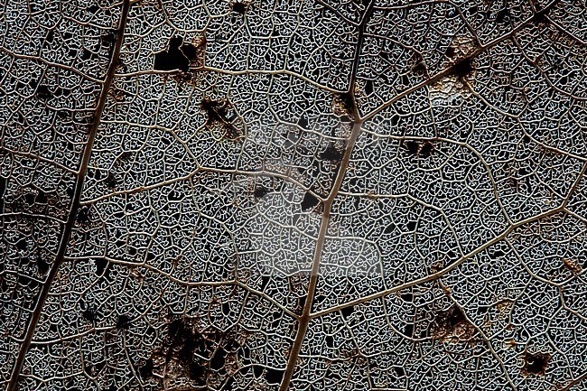 Skeleton of a tree leaf of a Poplar stock-image by Agami/Wil Leurs,