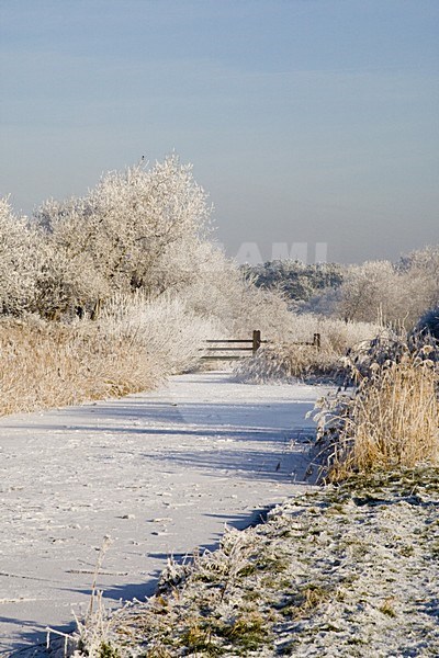 Winterlandschap met rijp en ijs stock-image by Agami/Arnold Meijer,