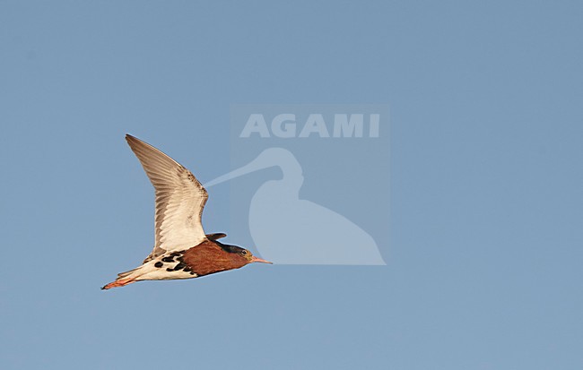 Mannetje Kemphaan in vlucht, Male Ruff in flight stock-image by Agami/Markus Varesvuo,