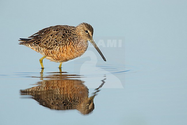 Wadende  volwassen Grote Grijze Snip, Wading adult Long-billed Dowitcher stock-image by Agami/Brian E Small,