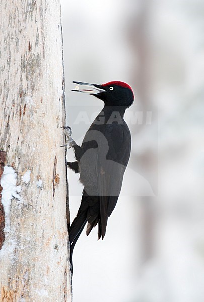 Zwarte Specht tegen een boom in besneeuwd taiga bos; Black Woodpecker perched against a tree in a snow covered taiga forest stock-image by Agami/Marc Guyt,