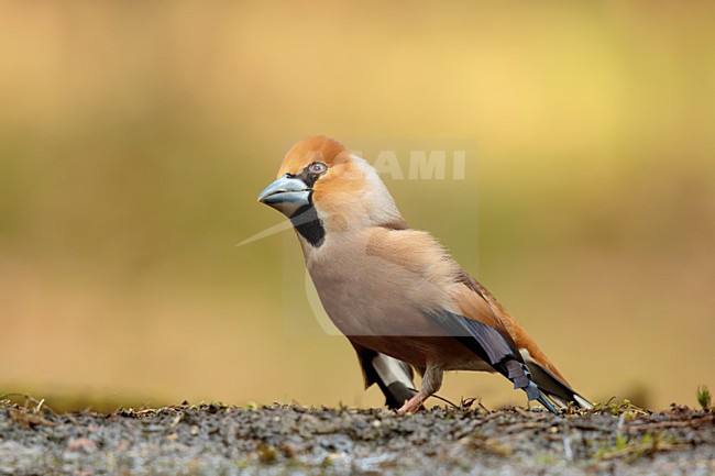 Appelvink bezig met parings dans, Hawfinch busy with mating dance, Coccothraustes coccothraustes stock-image by Agami/Walter Soestbergen,