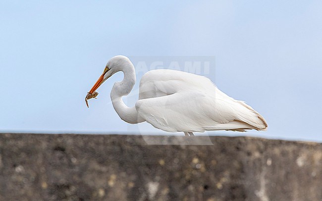 American Great White Egret (Ardea alba egretta) sitting in a water tank in Lapa Fields, Corvo, Azores, Portugal. stock-image by Agami/Vincent Legrand,