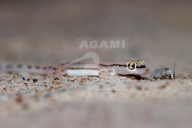 Sharqiyah sand gecko (Trigonodactylus sharqiyahensis) taken the 23/02/2023 at Sharqiyah - Oman. stock-image by Agami/Nicolas Bastide,