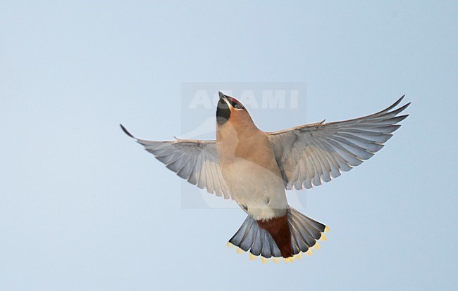 Pestvogel in de vlucht; Bohemian Waxwing in flight stock-image by Agami/Markus Varesvuo,