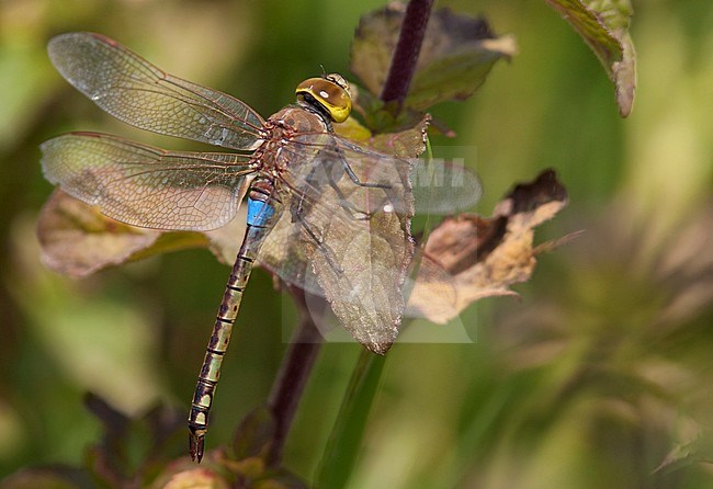 Adult male Vagrant Emperor (Anax ephippiger) perched on Water Mint (Mentha aquatica ) at the Millingerwaard in the Netherlands. stock-image by Agami/Fazal Sardar,