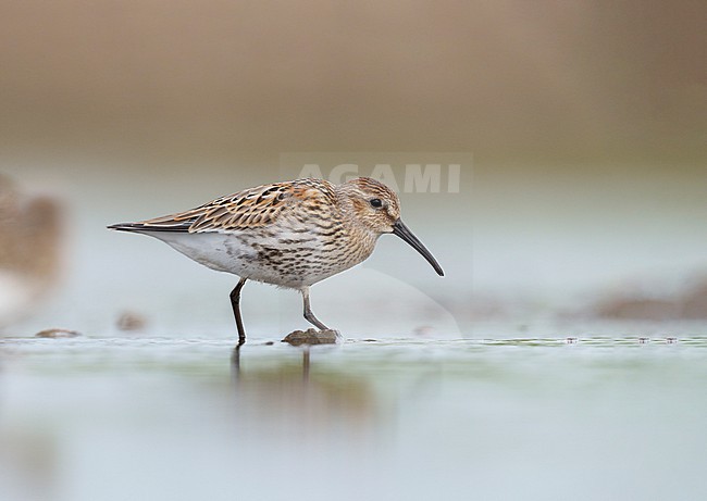 First-winter, juvenile Dunlin (Calidris alpina) foraging and walking in shallow water stock-image by Agami/Ran Schols,