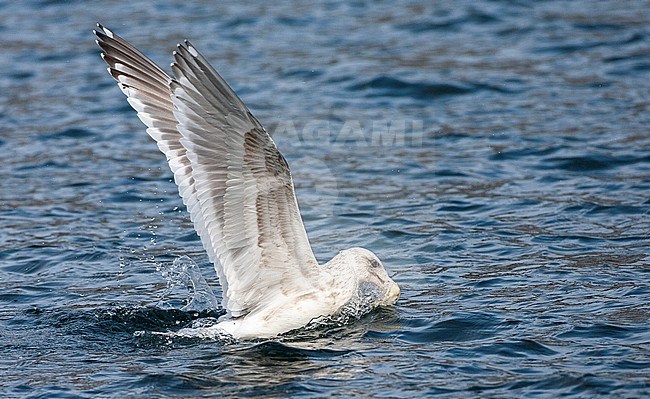 Subadult Slaty-backed Gull (Larus schistisagus) wintering on Hokkaido, Japan. Picking up food from the water surface. stock-image by Agami/Marc Guyt,