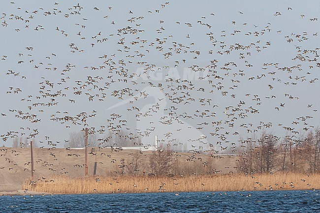 Eurasian Wigeon (Anas penelope) wintering in the Netherlands. Huge wintering flock of wigeons. stock-image by Agami/Marc Guyt,