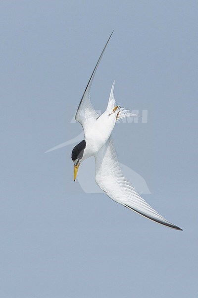 Adult Least Tern (Sternula antillarum) in summer plumage flying against blue sky in Galveston County, Texas, USA. stock-image by Agami/Brian E Small,