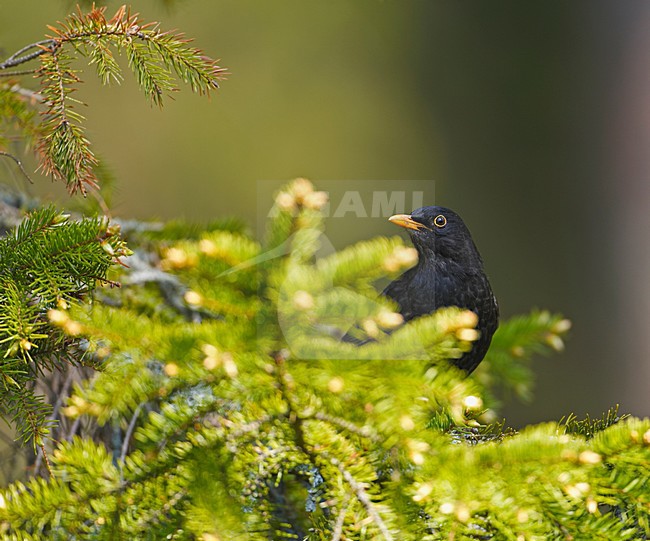 Common Blackbird male perched; Merel man zittend stock-image by Agami/Markus Varesvuo,