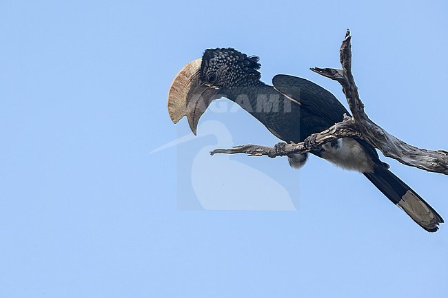 Silvery-cheeked Hornbill (Bycanistes brevis) calling in Tanzania. stock-image by Agami/Dubi Shapiro,