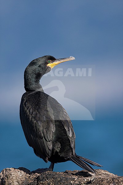 Shag - Krähenscharbe - Phalacrocorax aristotelis ssp. desmarestii, Spain (Mallorca), adult stock-image by Agami/Ralph Martin,