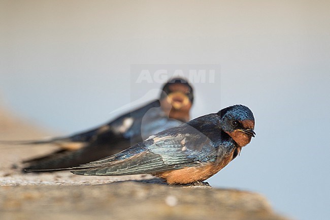 Barn Swallow - Rauchschwalbe - Hirundo rustica tytleri, Russia (Baikal), adult female stock-image by Agami/Ralph Martin,