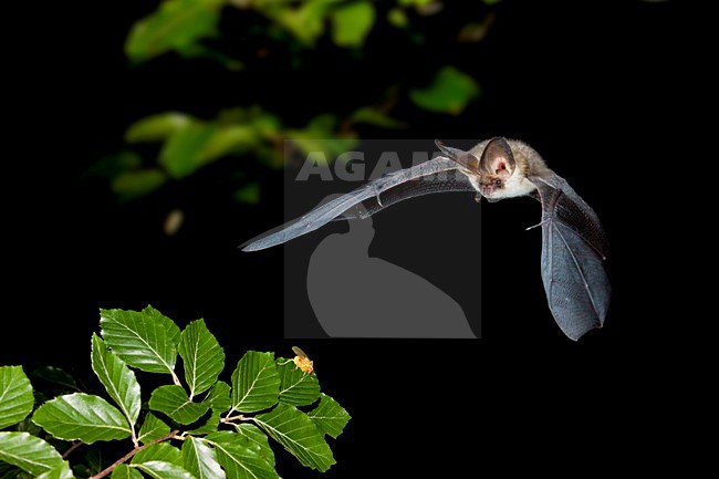 Gewone grootoorvleermuis vliegend; Brown long-eared bat flying stock-image by Agami/Theo Douma,