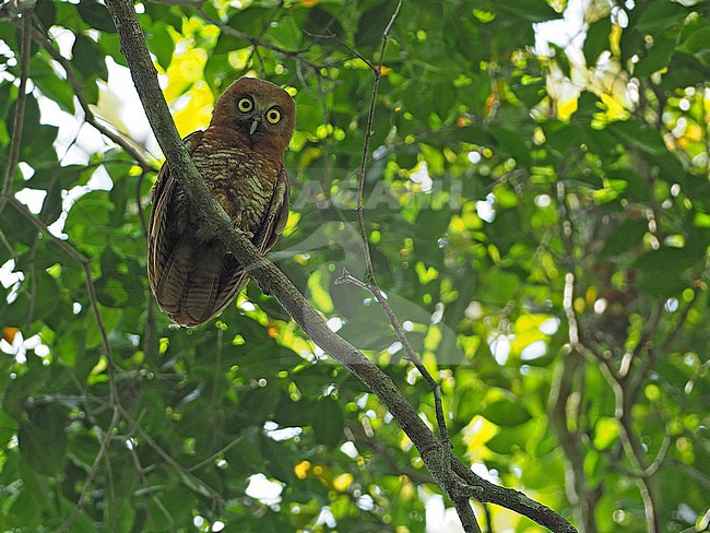 Tanimbar Boobook, Ninox forbesi, in the Banda Sea, Indonesia. stock-image by Agami/James Eaton,