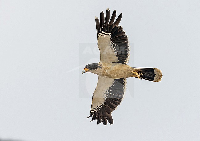 White-throated Caracara (Phalcoboenus albogularis) in Patagonia, Argentina. stock-image by Agami/Pete Morris,