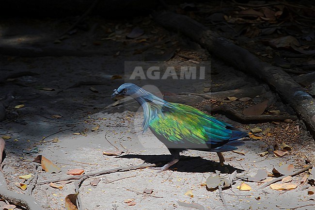Nicobar pigeon (Caloenas nicobarica nicobarica), adult male  walking on ground. This species is only found on small wooded islands in SE Asia. stock-image by Agami/Kari Eischer,
