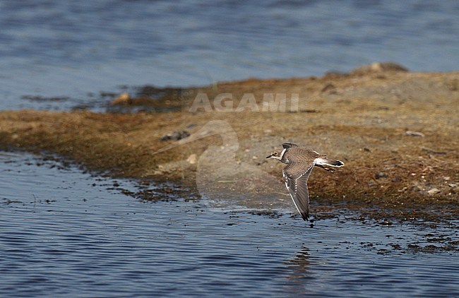 Little Ringed Plover, Charadrius dubius curonicus, juvenile in flight at Vestamager, Denmark. stock-image by Agami/Helge Sorensen,
