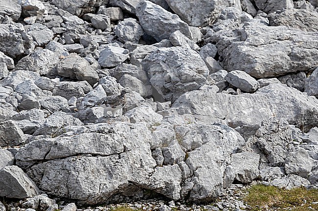 A female Rock Ptarmigan (Lagopus muta) in summer pluamge well camouflaged in the bavarian Alps  stock-image by Agami/Mathias Putze,