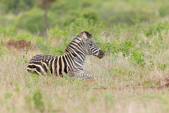 Burchell's Zebra (Equus quagga burchellii), juvenile resting on the ground, Mpumalanga, South Africa stock-image by Agami/Saverio Gatto,