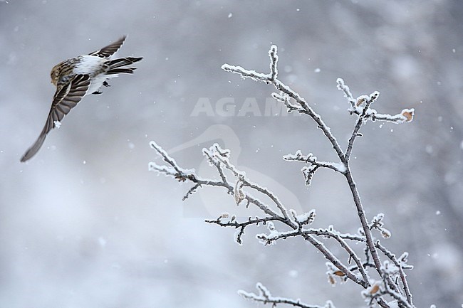 Arctic Redpoll (Carduelis hornemanni) setting of out of a tree with snow stock-image by Agami/Chris van Rijswijk,