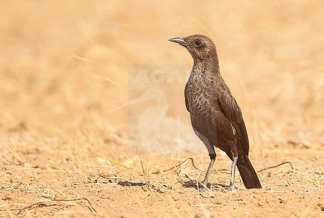 Anteater Chat  (Myrmecocichla aethiops) in the Sahel Zone of Senegal stock-image by Agami/Eduard Sangster,