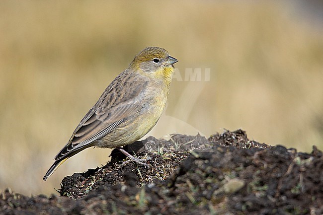 A female Bright-rumped Yellow Finch (Sicalis uropigyalis uropigyalis) at Salinas, Arequipa, Peru. stock-image by Agami/Tom Friedel,