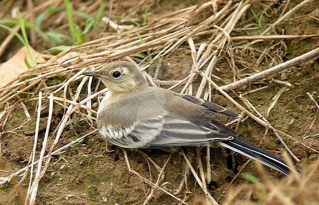 Amur Wagtail (Motacilla leucopsis) in China. stock-image by Agami/Jonathan Martinez,