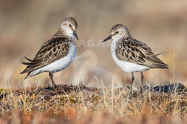 Displaying pair of Semipalmated Sandpipers (Calidris pusilla) on the arctic tundra near Barrow in northern Alaska, United States. stock-image by Agami/Dubi Shapiro,