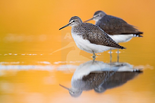 Green Sandpiper (Tringa ochropus), two individuals standing in shallow water at sunset in Italy. stock-image by Agami/Saverio Gatto,