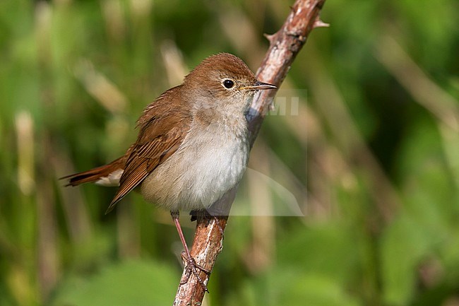 Common Nightingale - Nachtigall - Luscinia megarhynchos ssp. megarhynchos, Germany, adult stock-image by Agami/Ralph Martin,
