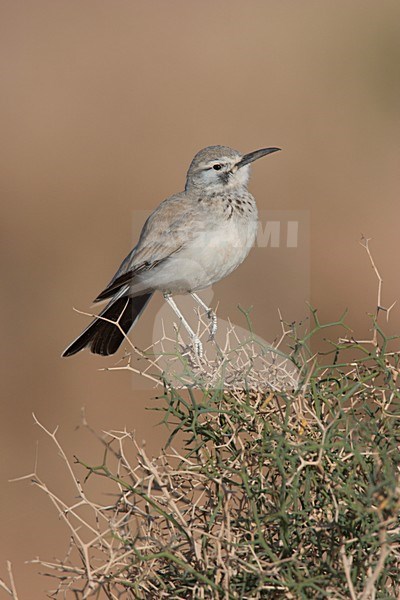 Witbandleeuwerik; Greater Hoopoe Lark stock-image by Agami/Ran Schols,