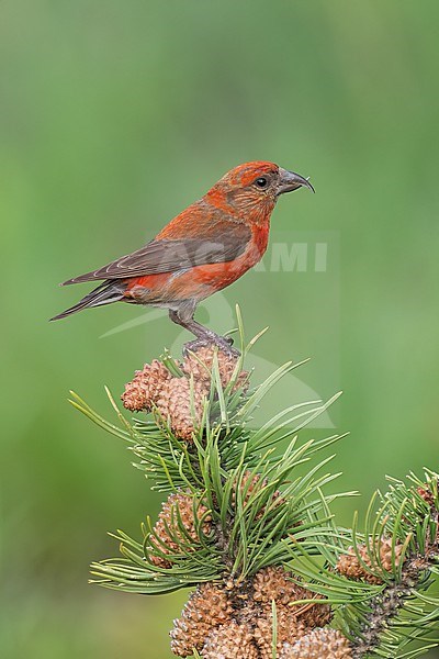 Adult male
Jefferson Co., CO
June 2023 stock-image by Agami/Brian E Small,