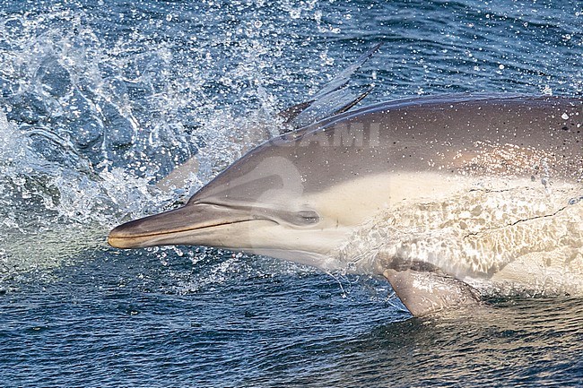 Portrait of a Common dolphin (Delphinus delphis) jumping, against the sea and splashes as background, in Brittany, France. stock-image by Agami/Sylvain Reyt,
