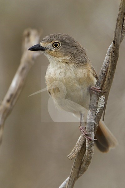 Roodschoudervanga, Red-shouldered Vanga stock-image by Agami/Dubi Shapiro,
