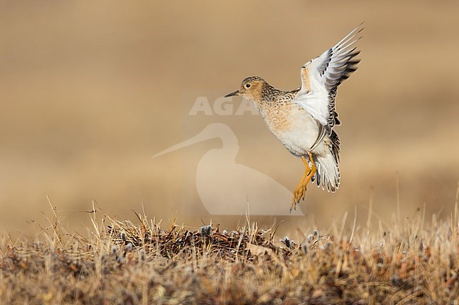 Adult Buff-breasted Sandpiper (Calidris subruficollis) on the arctic tundra near Barrow in northern Alaska, United States. Displaying male in courtship, to attract a mate. stock-image by Agami/Dubi Shapiro,