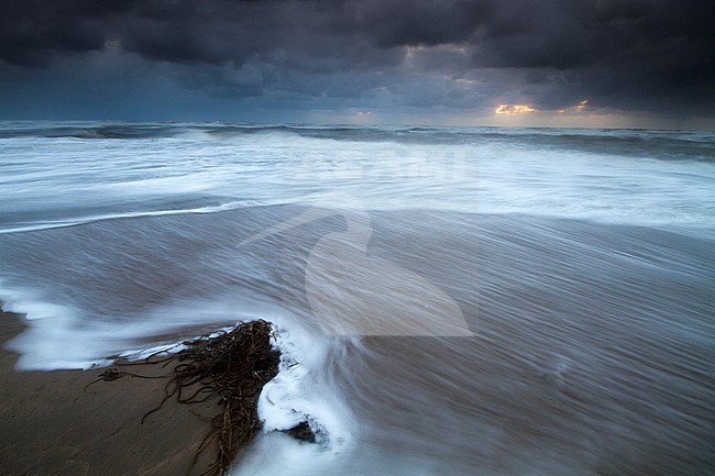 Branding van stormachtige Noordzee met zeewier op voorgrond; Surf of stormy North Sea with seaweed in foreground stock-image by Agami/Menno van Duijn,